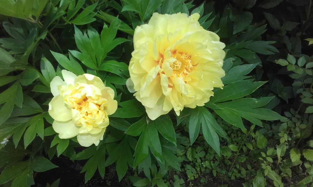 Garten Vendeghaz Eğri Dış mekan fotoğraf